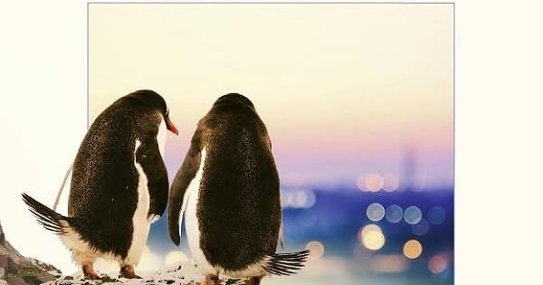 Pinguini Tattici Nucleari