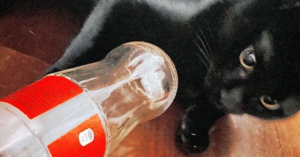 Pinguini Tattici Nucleari