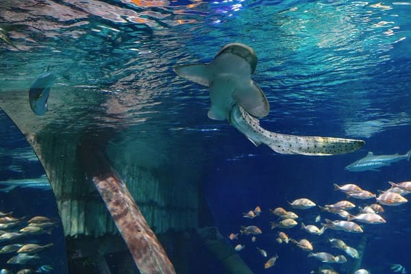 squalo zebra - gardaland sea acquarium