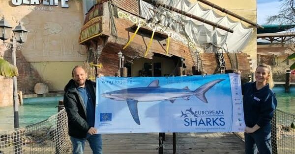Gardaland Sea Life Aquarium - Life European Sharks
