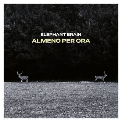 Elephant Brain