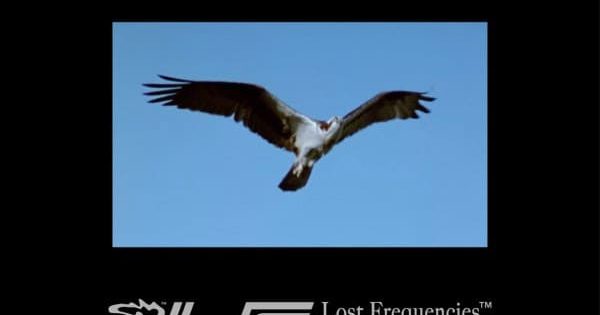 Lost Frequencies
